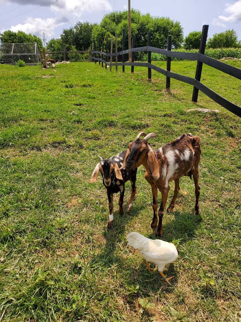 A Barnyard Crowd Worth Meeting