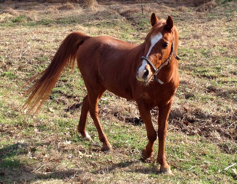 Pony Rides And Birthday Fun For Little Ones