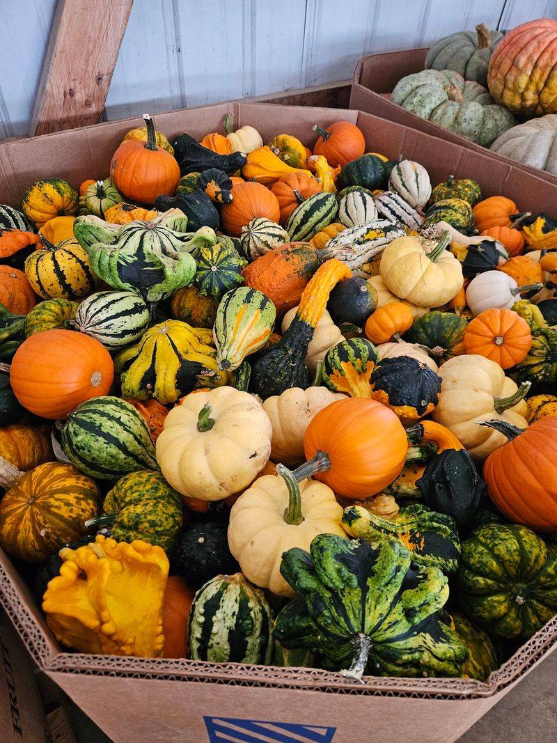 Gourds With Shapes You Have To See