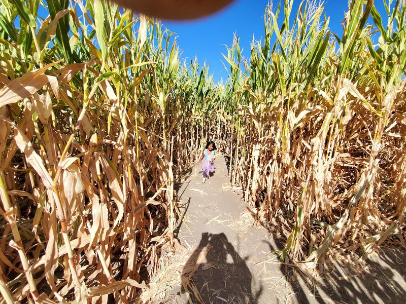 Getting Lost In The Corn Maze