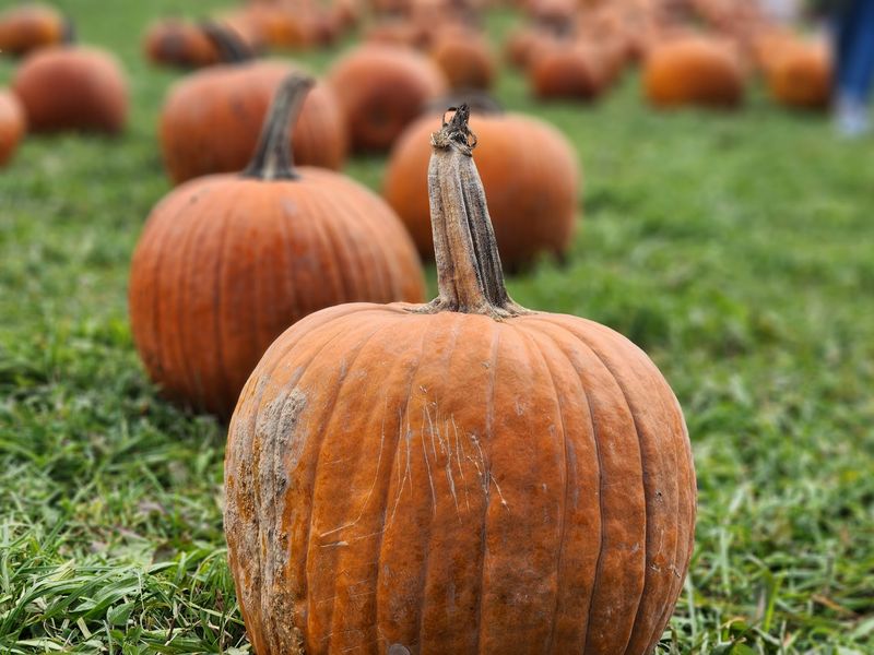 Pumpkins, Gourds, And Autumn Decor