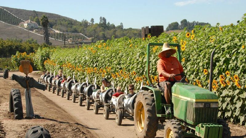 Tractor Wagon Rides Across The Fields
