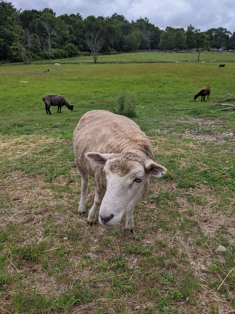 More Farm Friends Than You Can Count