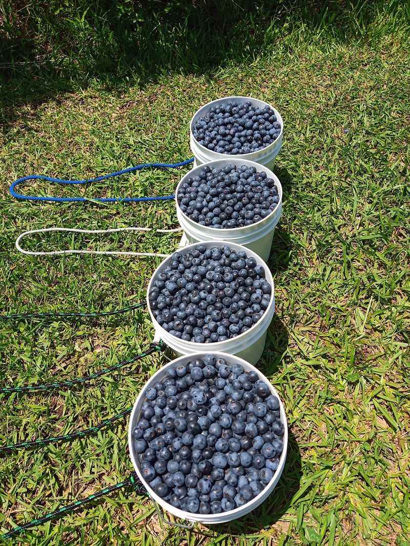 Sweet, Sturdy Berries Worth The Drive
