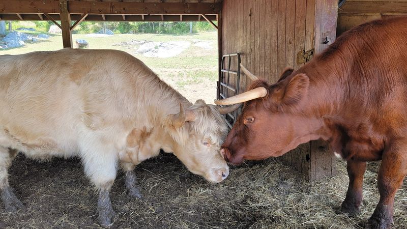 Muscoot Farm - Katonah