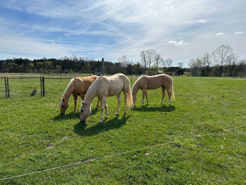 Trails, Horses And A Dog Park Keep Everyone Busy
