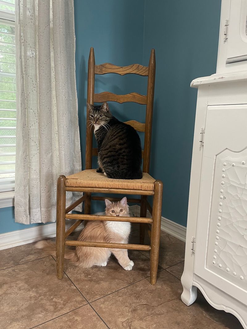 Kitchenware, Furniture, and Shelves of Surprises