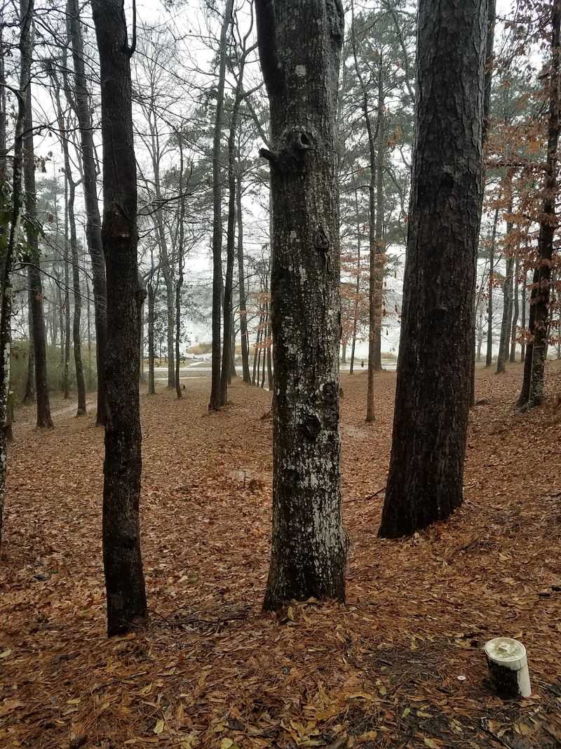 Primitive Sites Deep In The Woods