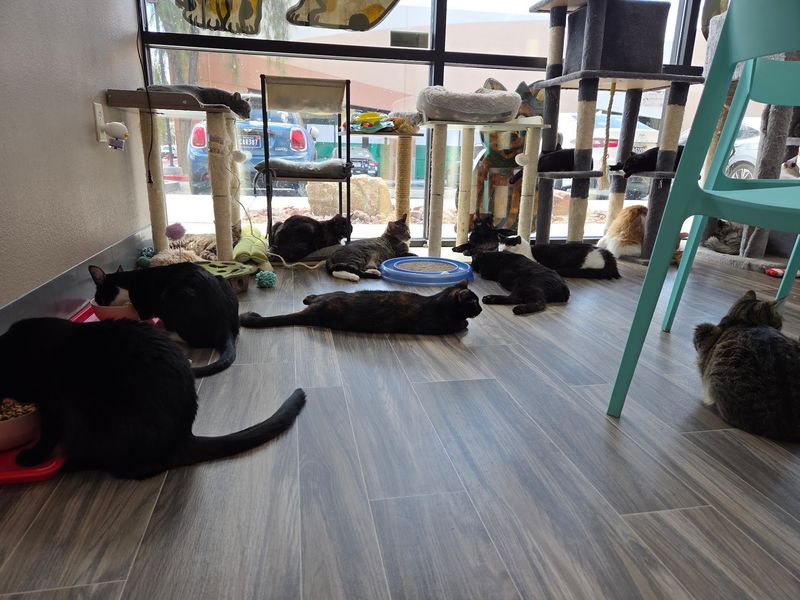 A Northwest Las Vegas Hangout Where Every Cat Is Hoping To Go Home