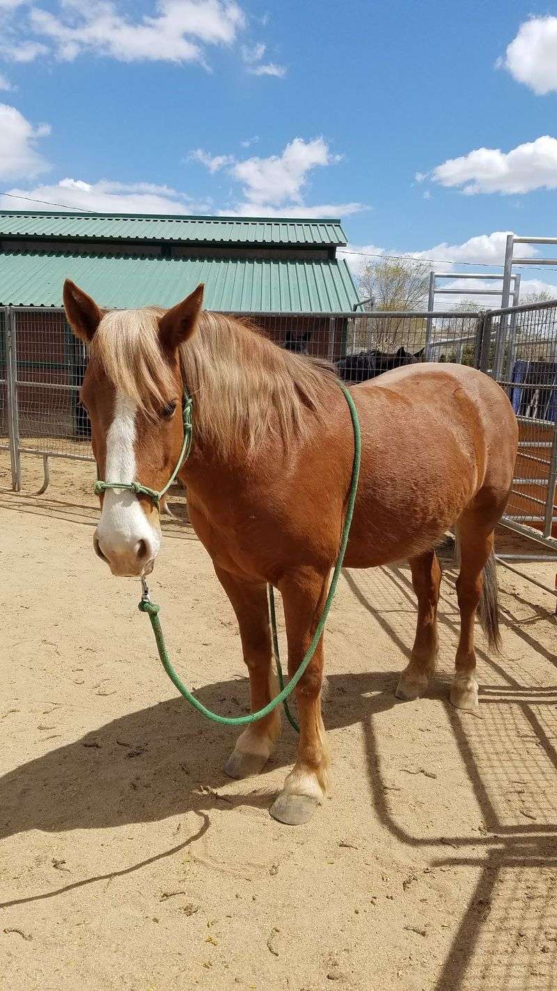 Desert Pines Horse Rescue - DesertPinesHorseRescue.org. Save a Horse Today! Guidestar Platinum Seal