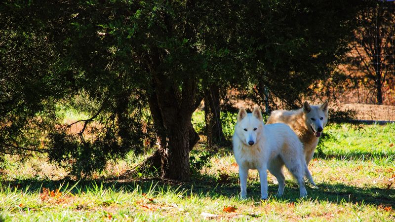 Your Neighbor's Husky Has Nothing On These Complicated Canines