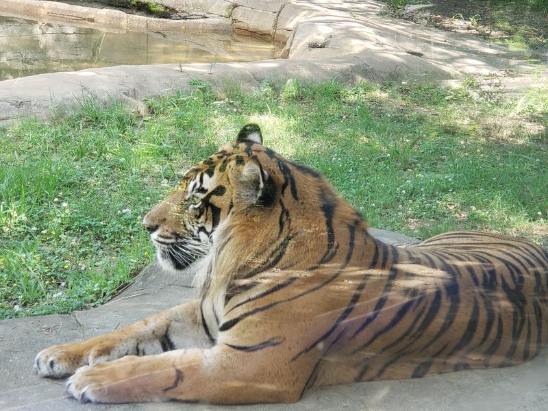 Big Cats, Bears, And Other Crowd Pleasers