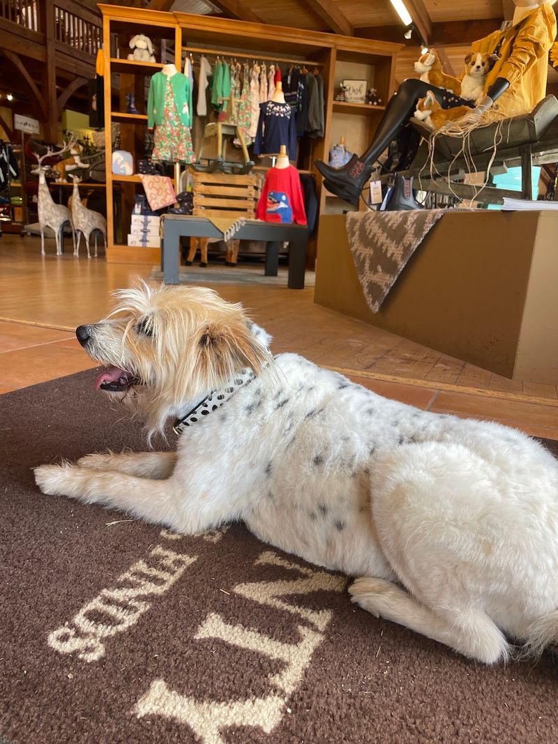 Bring The Dog Because Dogs Are Welcome Here