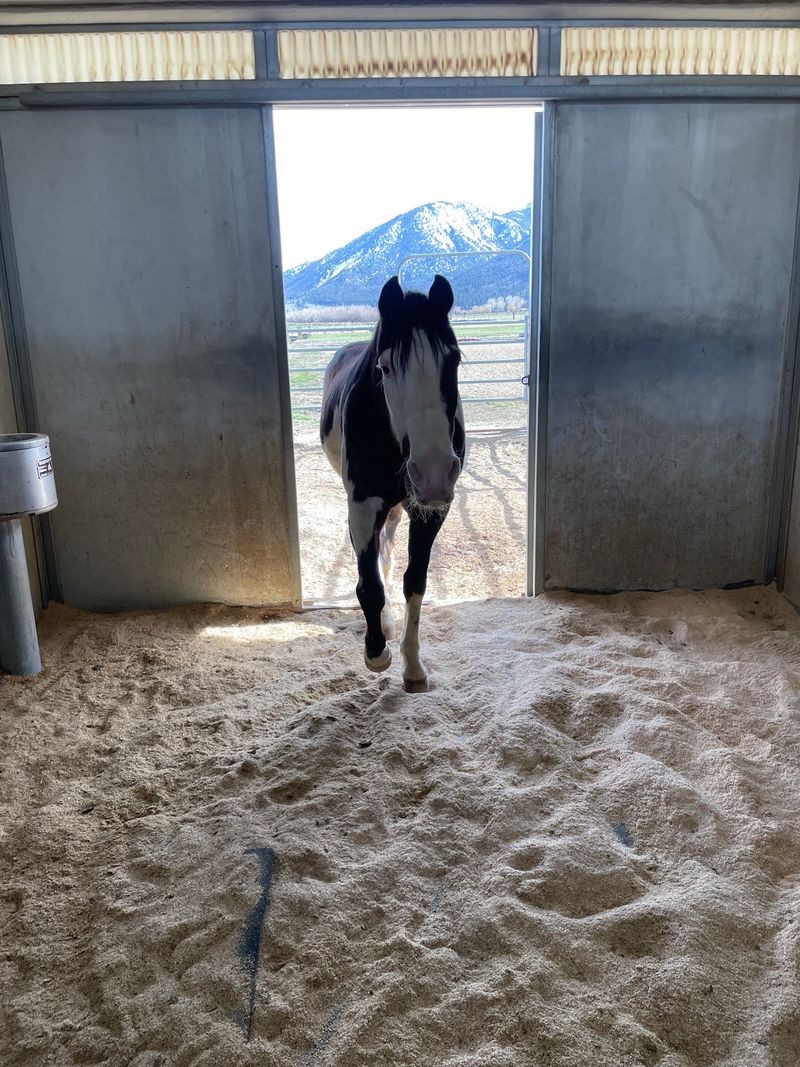 A Second Chance for Boarded Horses