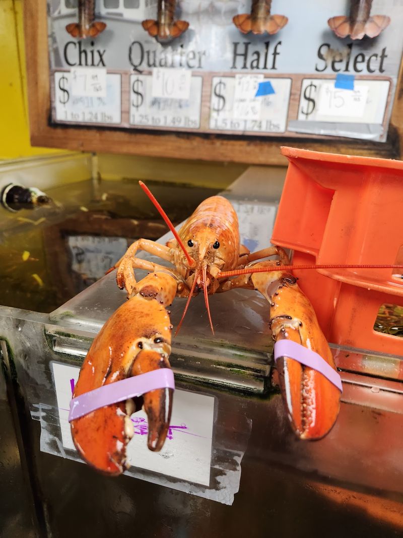 Meet Your Lobster, Then Feast