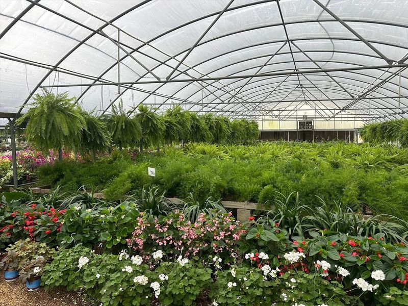 Vesely's Nursery