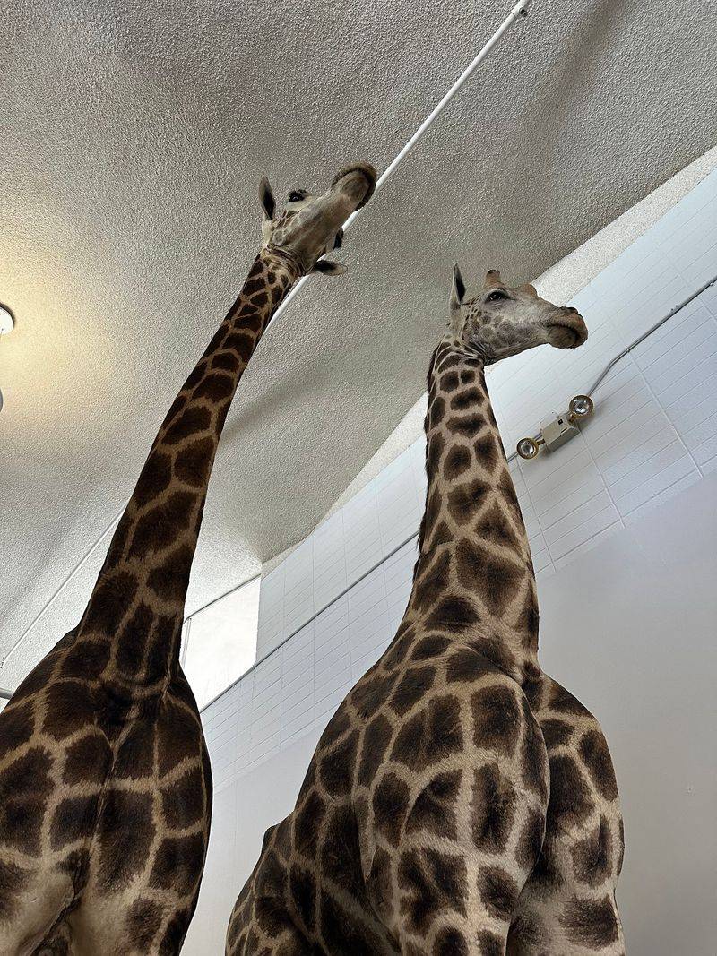 Bison, Bears, and a Very Tall Giraffe