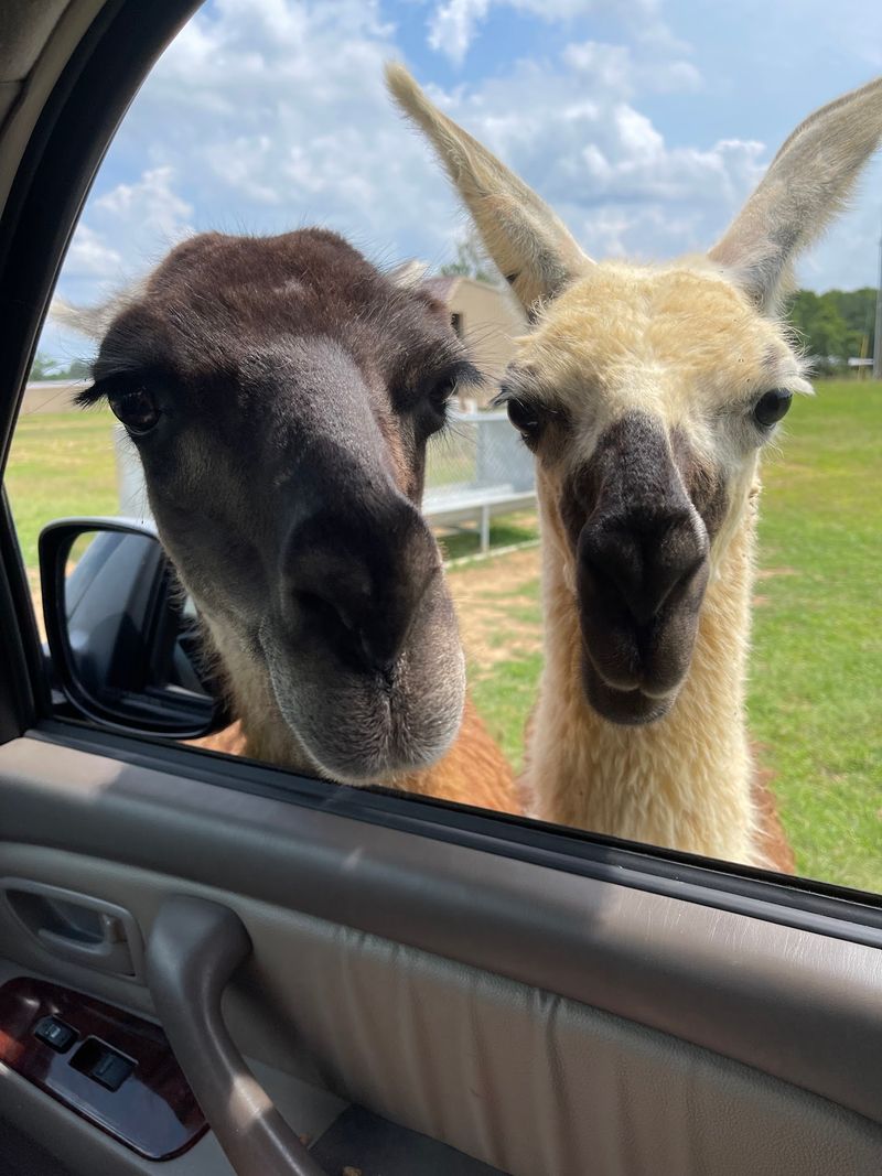 Llamas, Ostriches, and Other Roadblocks