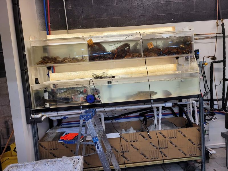 Live Crab, Lobster, And A Small Seafood Counter