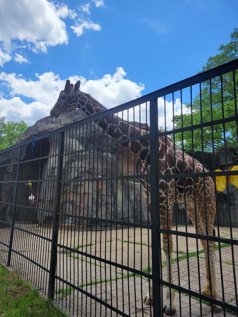 Long Necks And Gentle Eyes On The Savannah