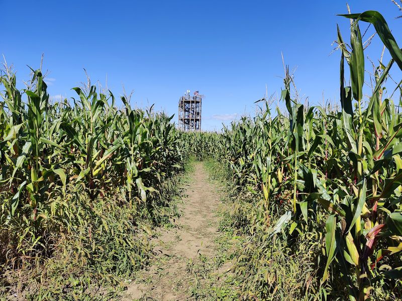 Games Hidden Between The Stalks