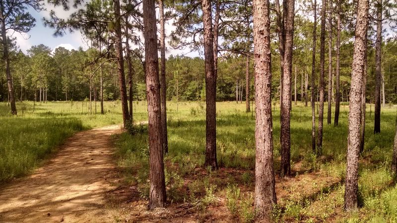 Longleaf Pines and the Open Savanna