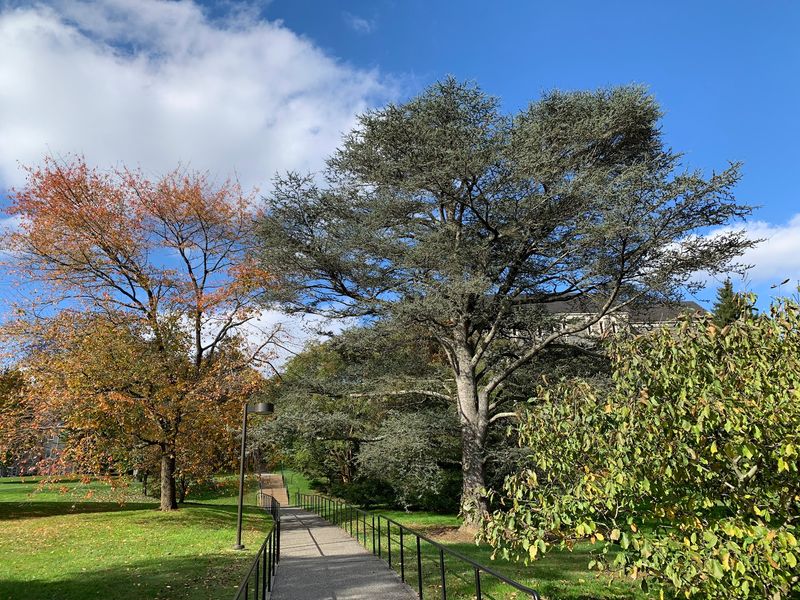 Trails Through The Crum Woods