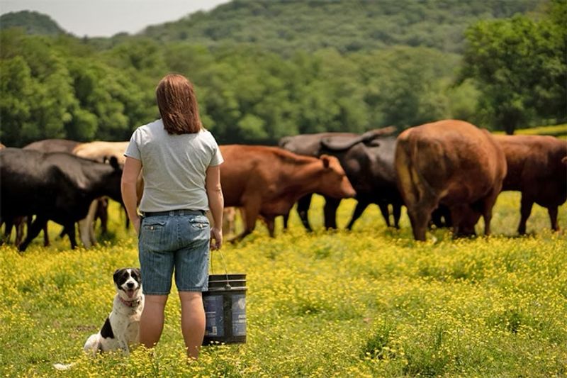The Grazing Cow At Locke Farms
