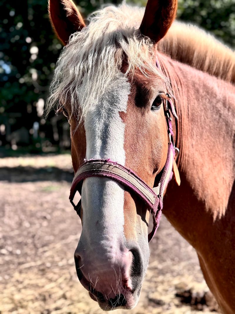 Horses With Big Personalities