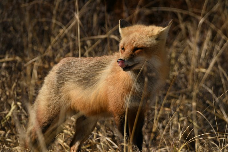Ospreys Foxes And Feathered Travelers