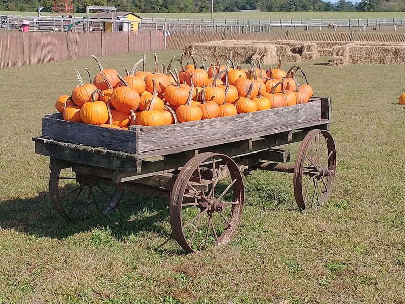 Fall Turns The Fields Into A Giant Puzzle