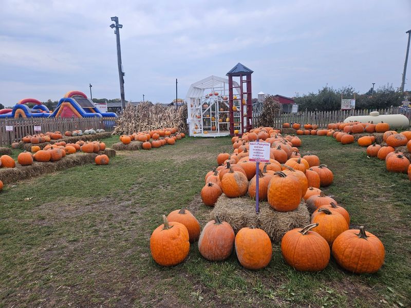 Pick Your Pumpkin Straight From A Huge October Patch