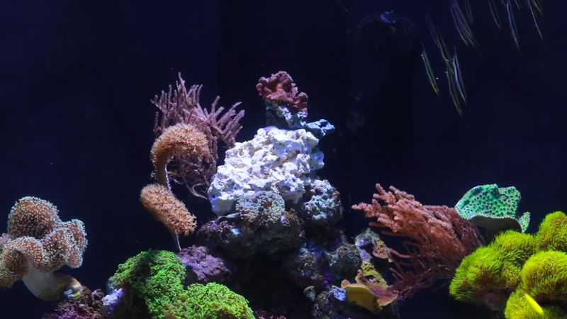 Baby Seahorses Are Growing Up Right Before Your Eyes