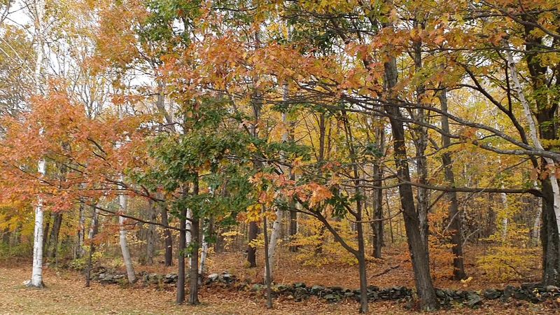 Bradley Farm Loop Trail