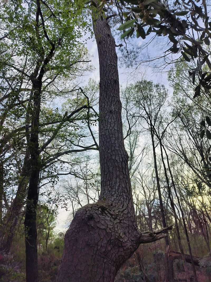 The Elephant Tree And Its Leafy Neighbors