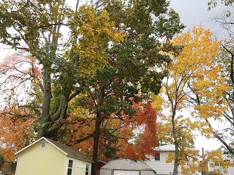 Merrick Fall Festival And Street Fair