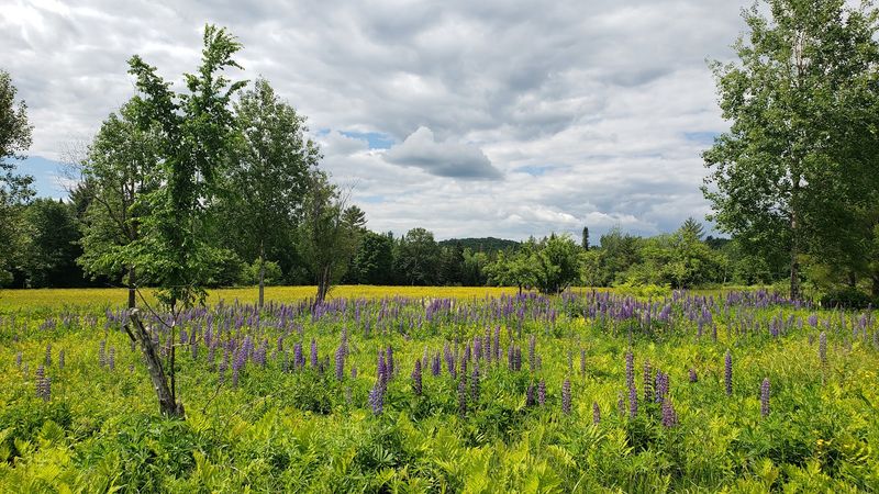 Sugar Hill Scenery And Lupine Fields