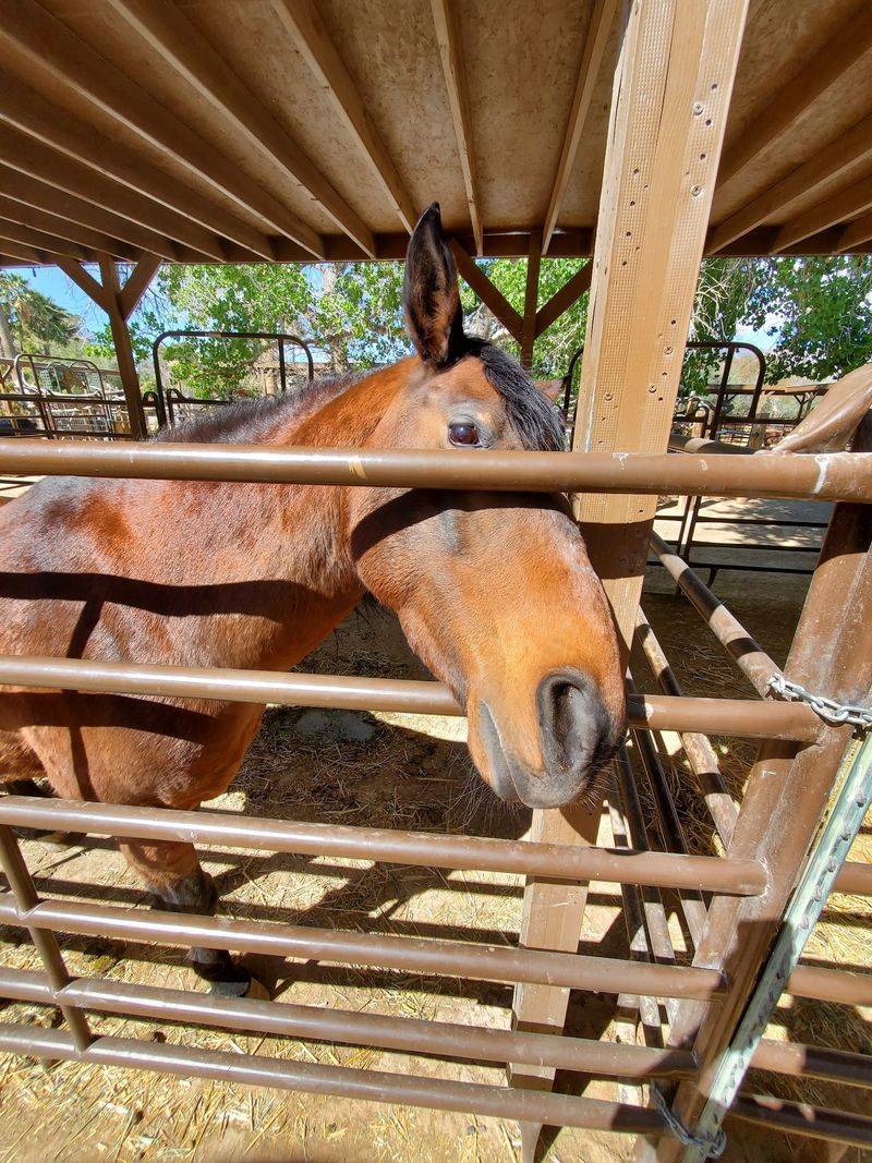 Your Pie Money Helps Rescued Animals Live Better Lives