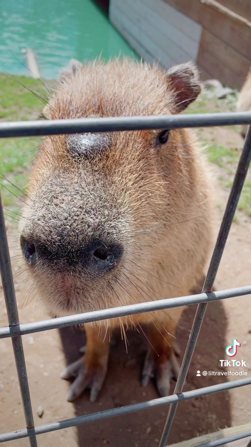 Capybaras Bring The Chill
