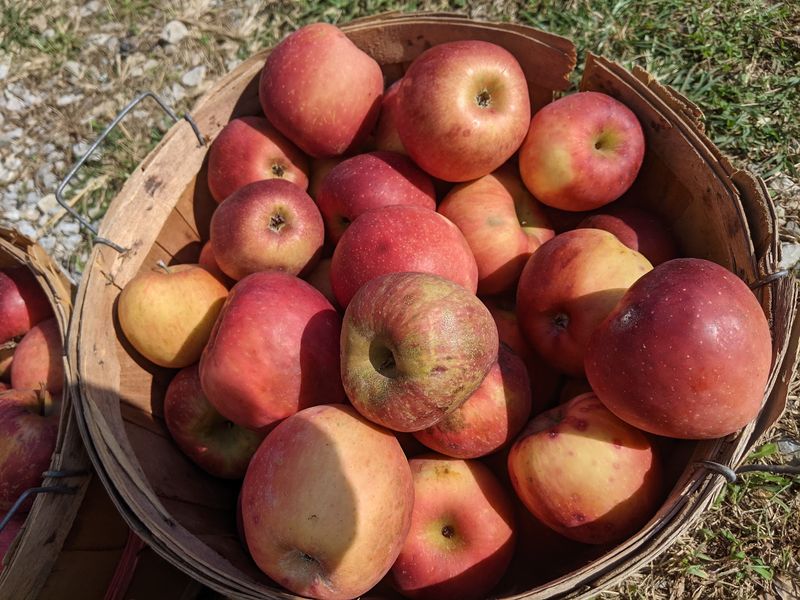 Fourteen Apple Varieties Make Grocery Store Apples Look Boring