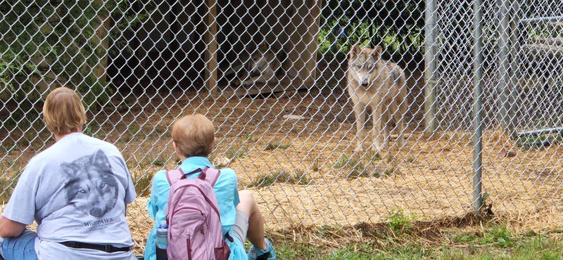 You Will Leave With A Brand New Respect For Wolfdogs