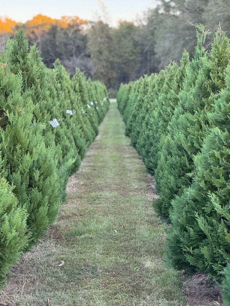The 18 Acres, Richton, MS