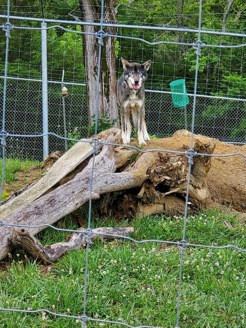 Skip The Backyard Breeder And Learn The Truth First
