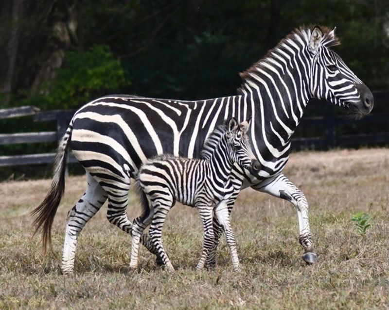 Every Animal Here Has A Comeback Story