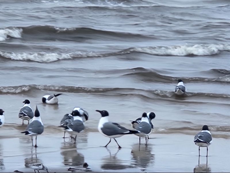 Wildlife Sightings From Dolphins to Jellyfish