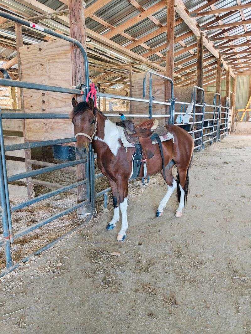 Blue Meadow Ranch
