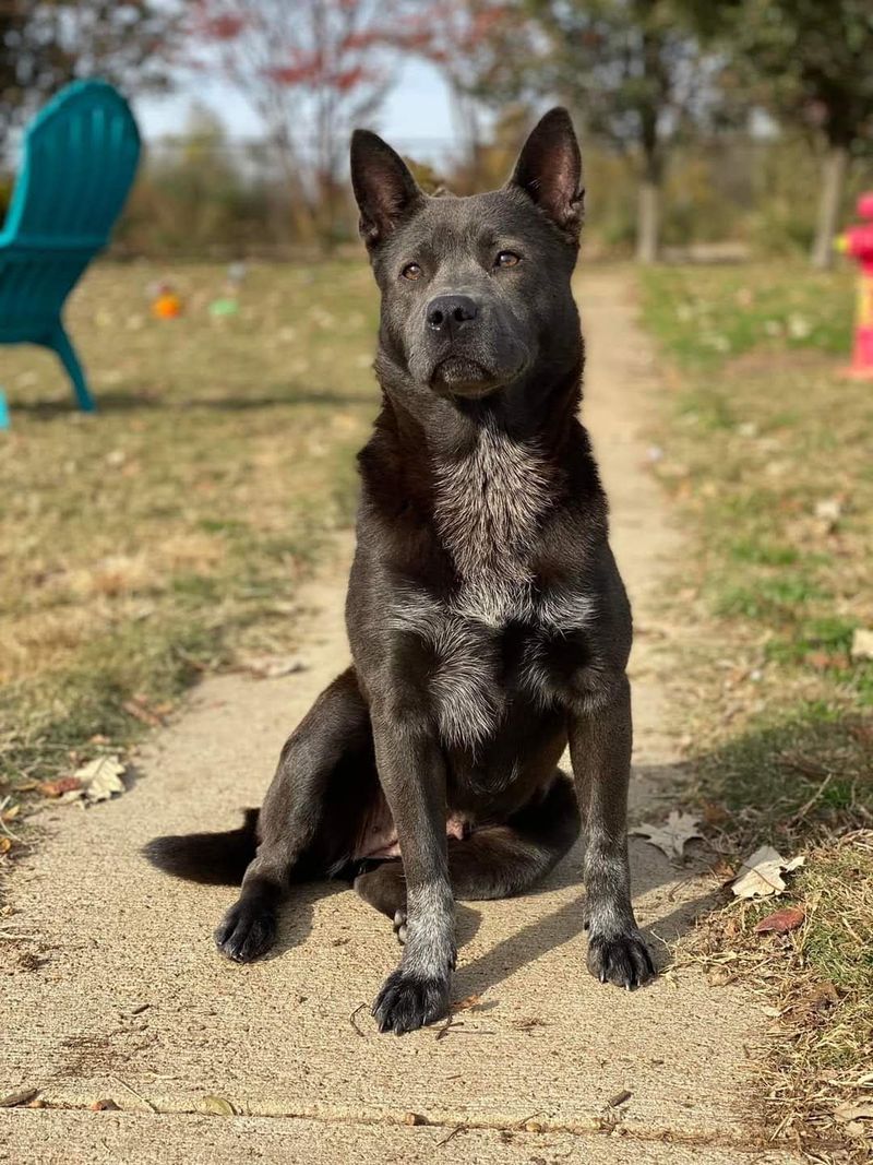 Tunica Humane Society, Tunica, MS