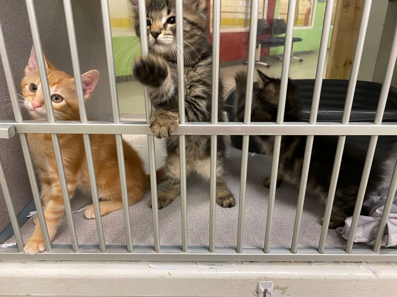 Humane Society Of South Mississippi, Gulfport, MS