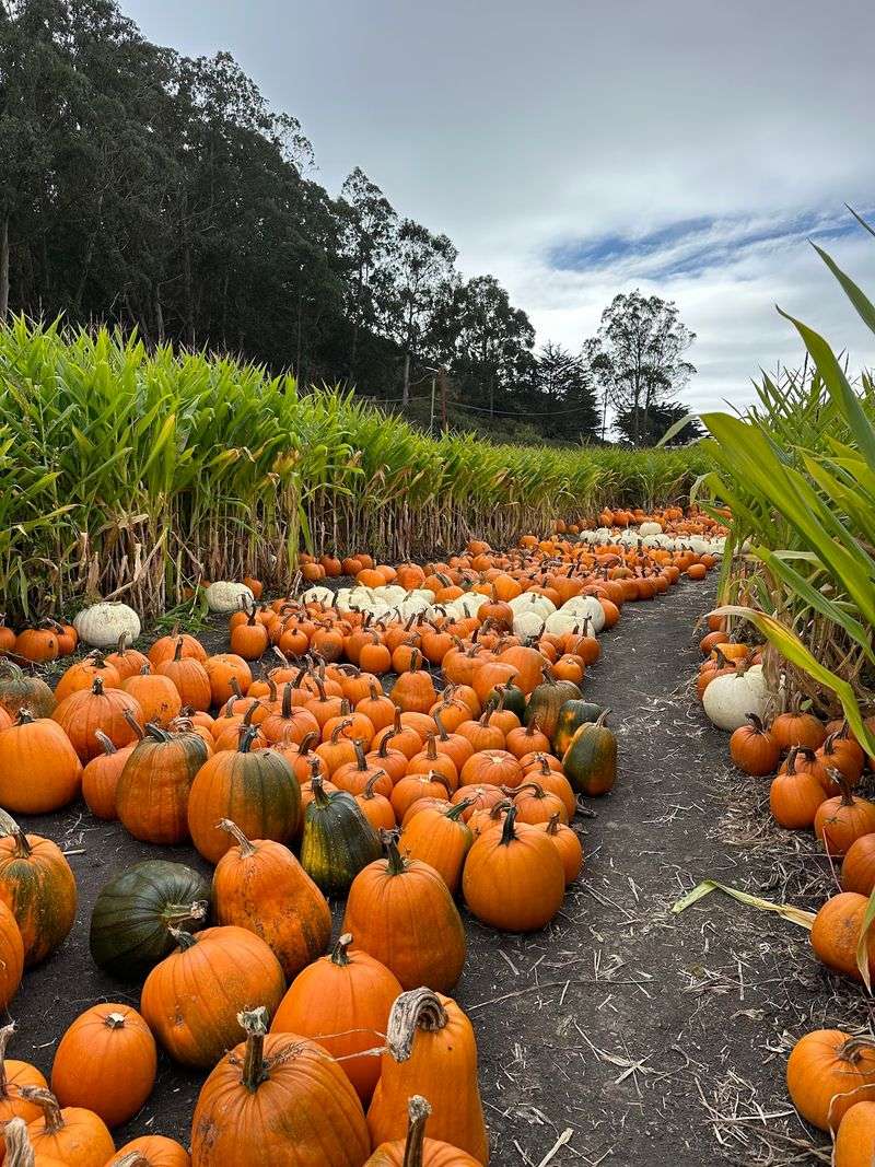 A River Made Of Pumpkins