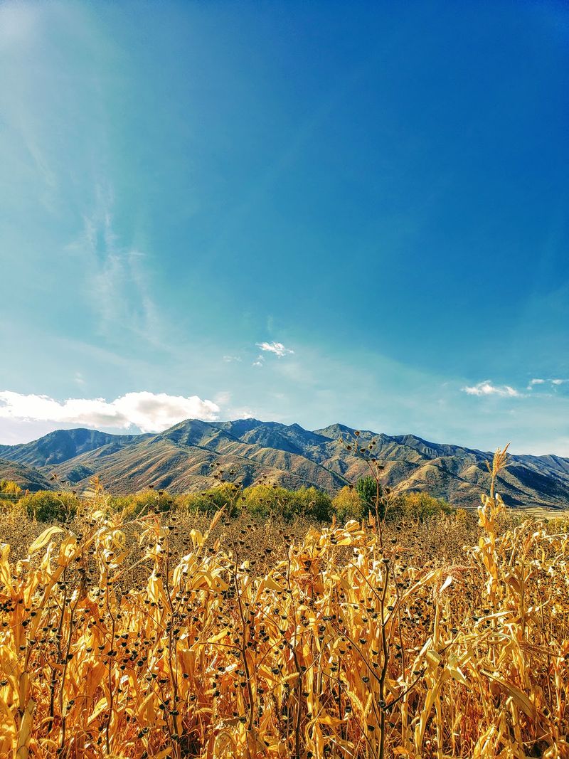 Little Bear Bottoms Farm